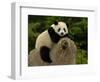 Giant Panda Baby, Wolong China Conservation and Research Center for the Giant Panda, China-Pete Oxford-Framed Photographic Print