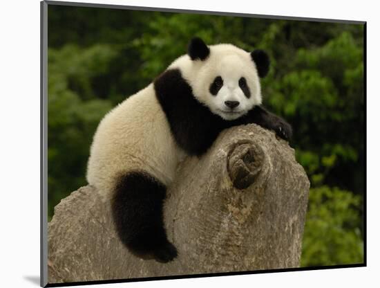 Giant Panda Baby, Wolong China Conservation and Research Center for the Giant Panda, China-Pete Oxford-Mounted Photographic Print