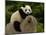 Giant Panda Baby, Wolong China Conservation and Research Center for the Giant Panda, China-Pete Oxford-Mounted Photographic Print