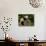 Giant Panda Baby, Wolong China Conservation and Research Center for the Giant Panda, China-Pete Oxford-Photographic Print displayed on a wall