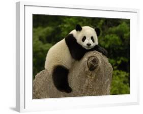 Giant Panda Baby, Wolong China Conservation and Research Center for the Giant Panda, China-Pete Oxford-Framed Photographic Print