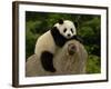 Giant Panda Baby, Wolong China Conservation and Research Center for the Giant Panda, China-Pete Oxford-Framed Photographic Print