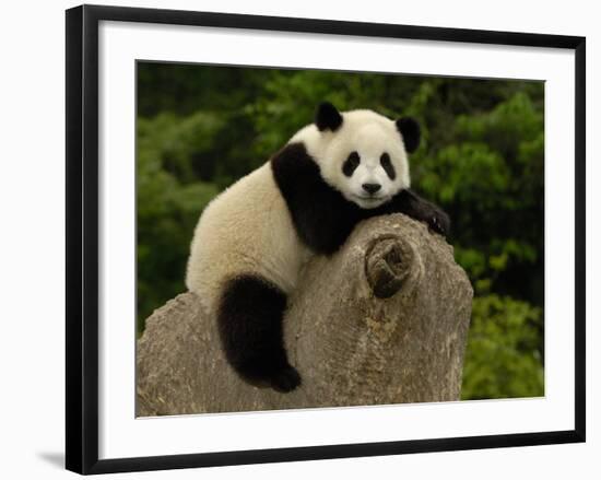 Giant Panda Baby, Wolong China Conservation and Research Center for the Giant Panda, China-Pete Oxford-Framed Photographic Print