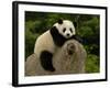 Giant Panda Baby, Wolong China Conservation and Research Center for the Giant Panda, China-Pete Oxford-Framed Photographic Print