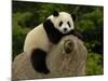 Giant Panda Baby, Wolong China Conservation and Research Center for the Giant Panda, China-Pete Oxford-Mounted Photographic Print