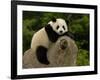 Giant Panda Baby, Wolong China Conservation and Research Center for the Giant Panda, China-Pete Oxford-Framed Photographic Print