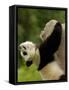 Giant Panda Baby, Wolong China Conservation and Research Center for the Giant Panda, China-Pete Oxford-Framed Stretched Canvas