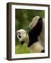 Giant Panda Baby, Wolong China Conservation and Research Center for the Giant Panda, China-Pete Oxford-Framed Photographic Print