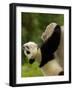 Giant Panda Baby, Wolong China Conservation and Research Center for the Giant Panda, China-Pete Oxford-Framed Photographic Print