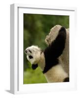 Giant Panda Baby, Wolong China Conservation and Research Center for the Giant Panda, China-Pete Oxford-Framed Photographic Print