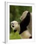 Giant Panda Baby, Wolong China Conservation and Research Center for the Giant Panda, China-Pete Oxford-Framed Photographic Print