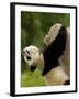 Giant Panda Baby, Wolong China Conservation and Research Center for the Giant Panda, China-Pete Oxford-Framed Photographic Print