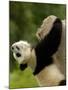 Giant Panda Baby, Wolong China Conservation and Research Center for the Giant Panda, China-Pete Oxford-Mounted Photographic Print