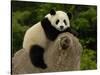 Giant Panda Baby, Wolong China Conservation and Research Center for the Giant Panda, China-Pete Oxford-Stretched Canvas