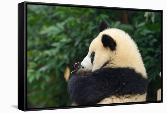 Giant Panda Bear-nelik-Framed Stretched Canvas