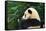 Giant Panda Bear-nelik-Framed Stretched Canvas