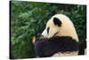 Giant Panda Bear-nelik-Stretched Canvas