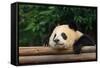 Giant Panda Bear-nelik-Framed Stretched Canvas