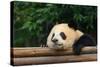 Giant Panda Bear-nelik-Stretched Canvas