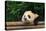 Giant Panda Bear-nelik-Stretched Canvas