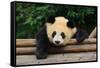 Giant Panda Bear-nelik-Framed Stretched Canvas