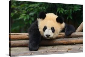 Giant Panda Bear-nelik-Stretched Canvas