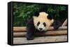 Giant Panda Bear-nelik-Framed Stretched Canvas