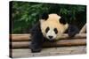 Giant Panda Bear-nelik-Stretched Canvas