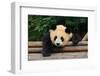 Giant Panda Bear-nelik-Framed Photographic Print