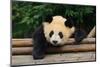 Giant Panda Bear-nelik-Mounted Photographic Print