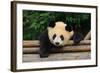 Giant Panda Bear-nelik-Framed Photographic Print