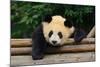 Giant Panda Bear-nelik-Mounted Photographic Print