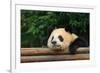 Giant Panda Bear-nelik-Framed Photographic Print