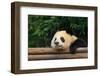 Giant Panda Bear-nelik-Framed Photographic Print