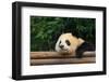 Giant Panda Bear-nelik-Framed Photographic Print