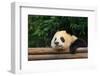 Giant Panda Bear-nelik-Framed Photographic Print