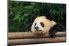 Giant Panda Bear-nelik-Mounted Photographic Print