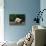 Giant Panda Bear-nelik-Photographic Print displayed on a wall