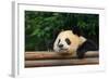 Giant Panda Bear-nelik-Framed Photographic Print