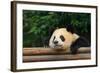 Giant Panda Bear-nelik-Framed Photographic Print