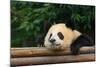 Giant Panda Bear-nelik-Mounted Photographic Print