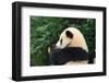 Giant Panda Bear-nelik-Framed Photographic Print