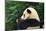 Giant Panda Bear-nelik-Mounted Photographic Print