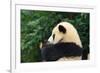 Giant Panda Bear-nelik-Framed Photographic Print