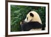 Giant Panda Bear-nelik-Framed Photographic Print