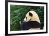 Giant Panda Bear-nelik-Framed Photographic Print