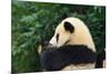 Giant Panda Bear-nelik-Mounted Photographic Print