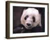 Giant Panda Bear-Jai Johnson-Framed Giclee Print