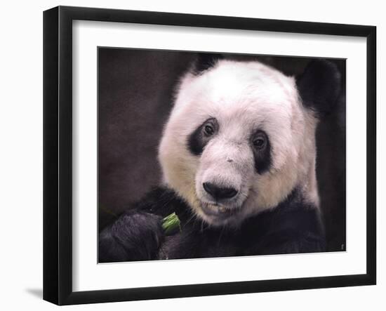 Giant Panda Bear-Jai Johnson-Framed Giclee Print