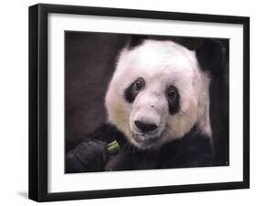 Giant Panda Bear-Jai Johnson-Framed Giclee Print